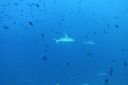 DSC00425.JPG