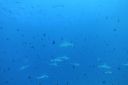 DSC00432.JPG
