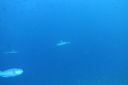 DSC00436.JPG