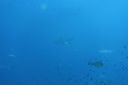 DSC00437.JPG