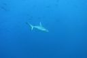 DSC00439.JPG