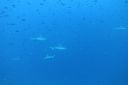 DSC00446.JPG