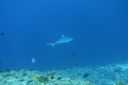 DSC00461.JPG