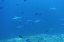 DSC00477.JPG