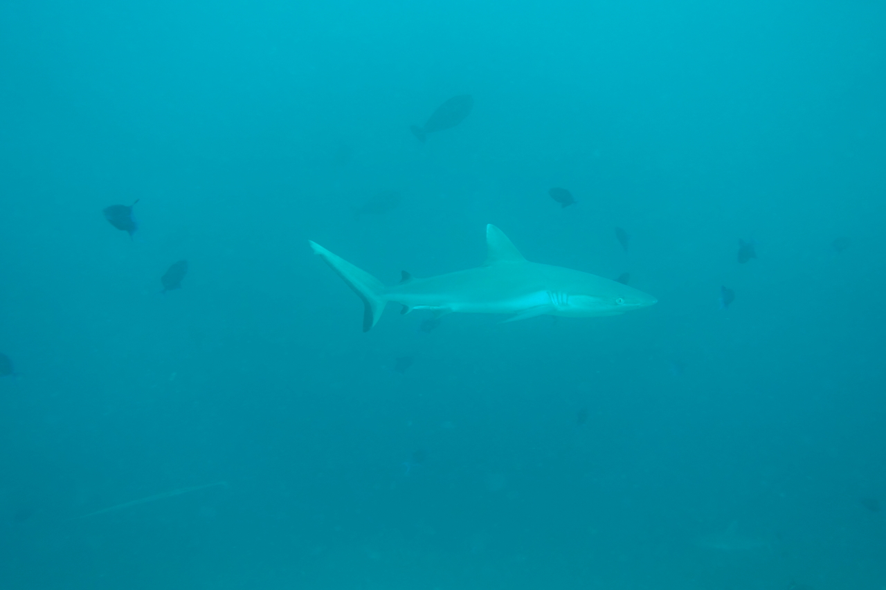 DSC00050.JPG