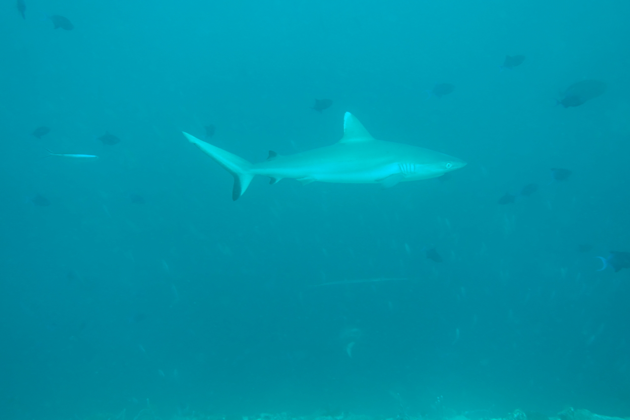 DSC00052.JPG