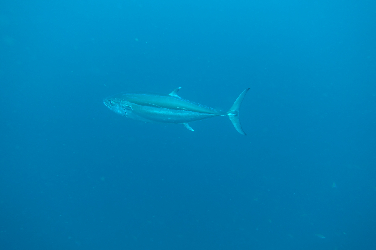 DSC00110.JPG