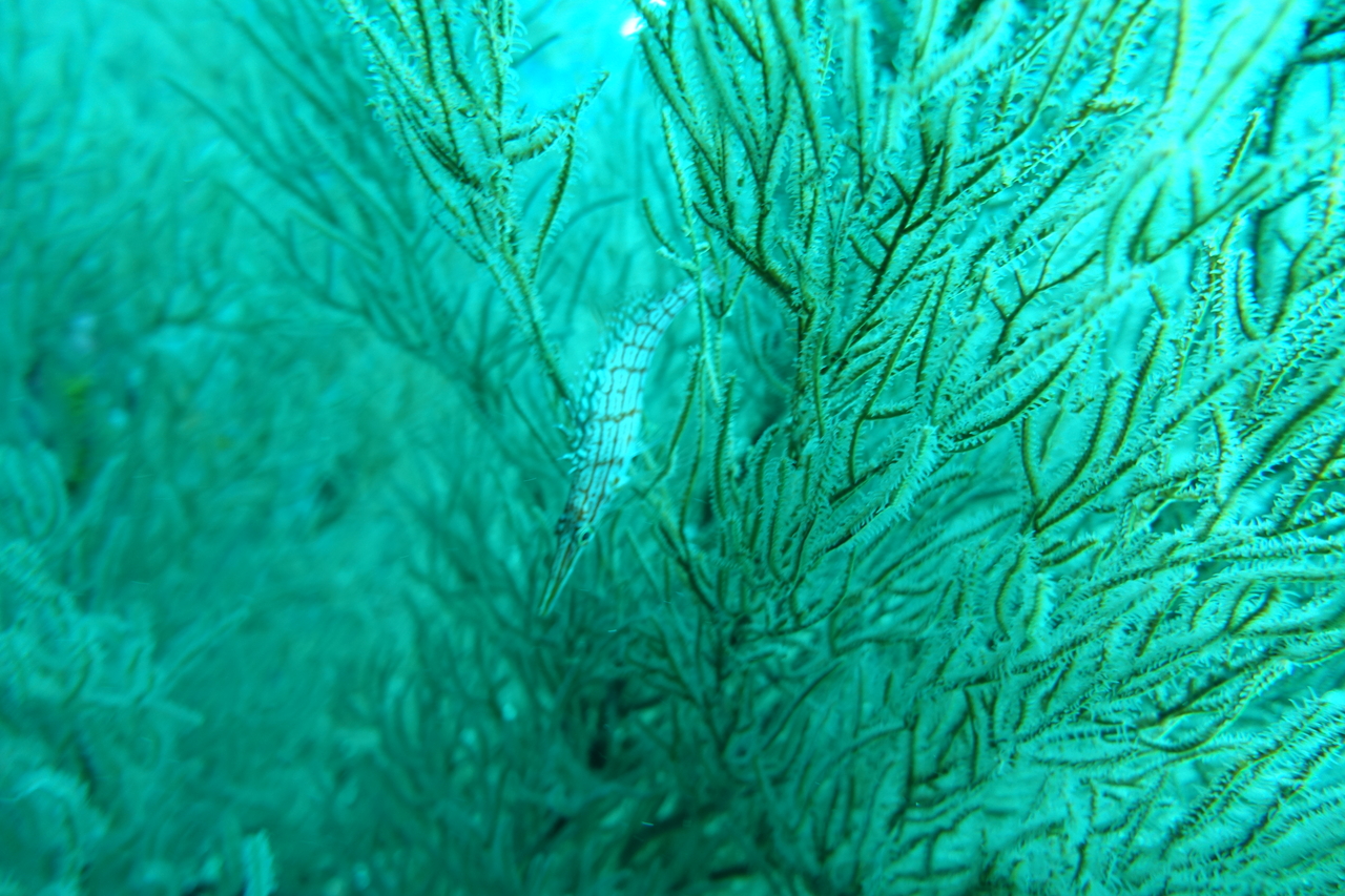 DSC00113.JPG