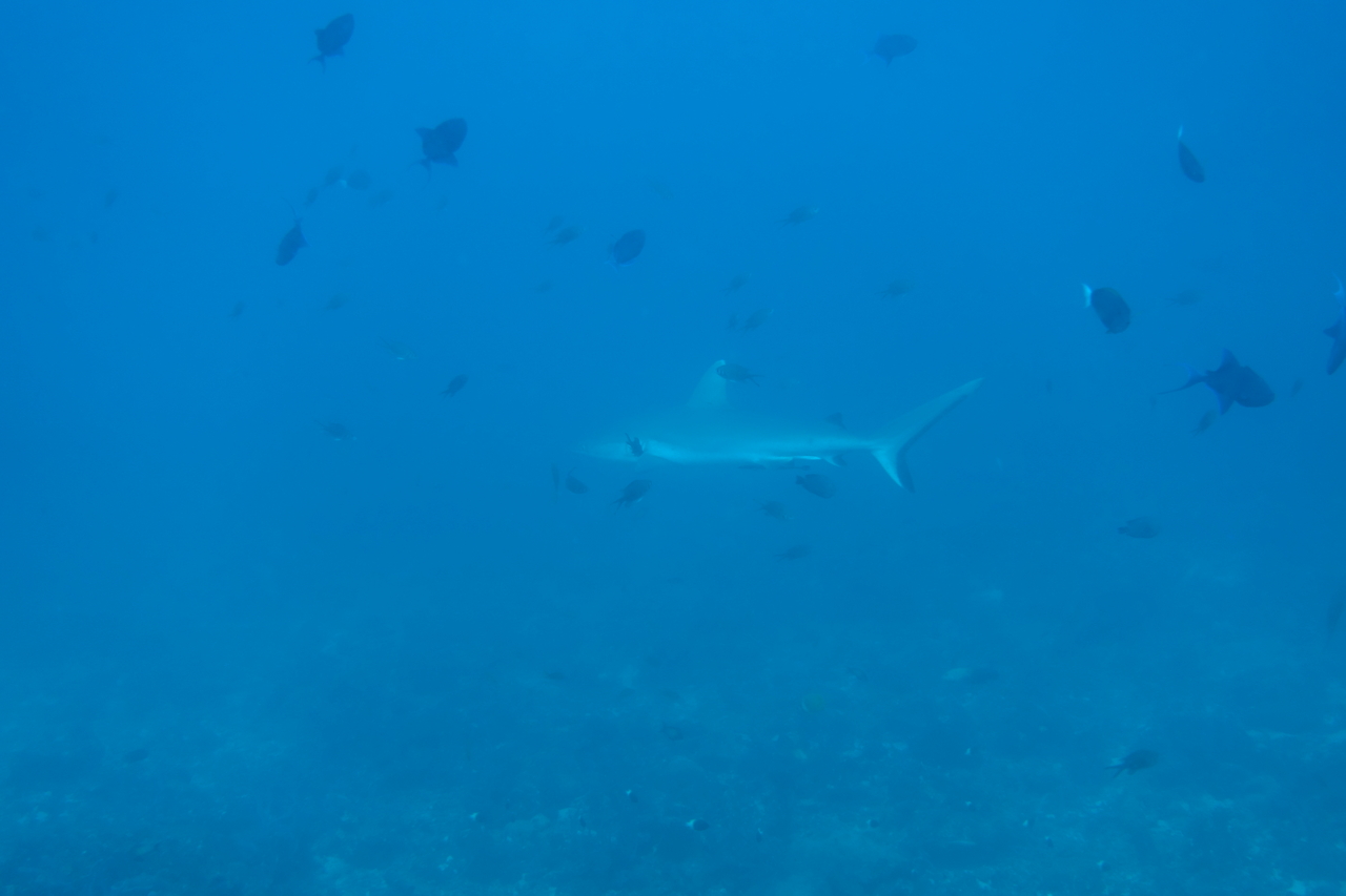 DSC00145.JPG