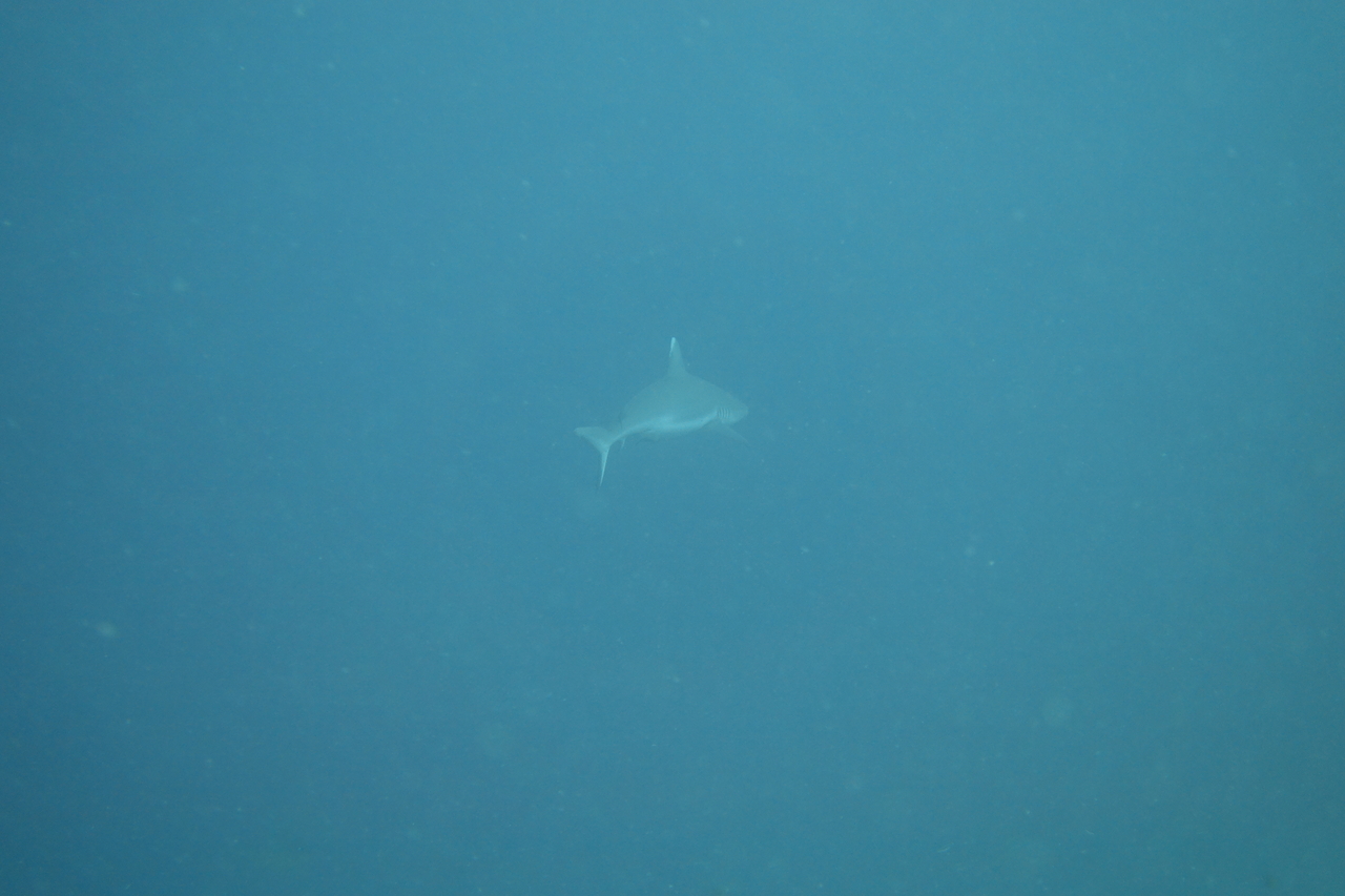 DSC00288.JPG
