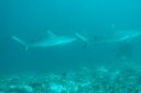 DSC00054.JPG