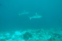 DSC00055.JPG