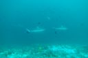 DSC00057.JPG