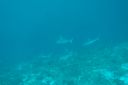 DSC00063.JPG