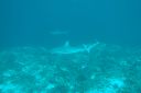 DSC00064.JPG