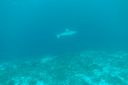 DSC00065.JPG