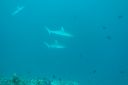 DSC00066.JPG