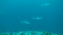 DSC00070.JPG