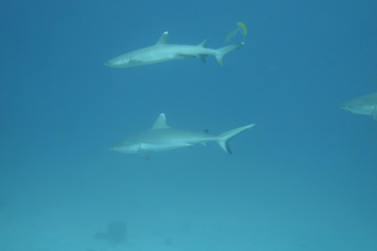 DSC00084.JPG