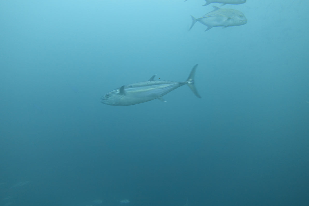 DSC00455.JPG