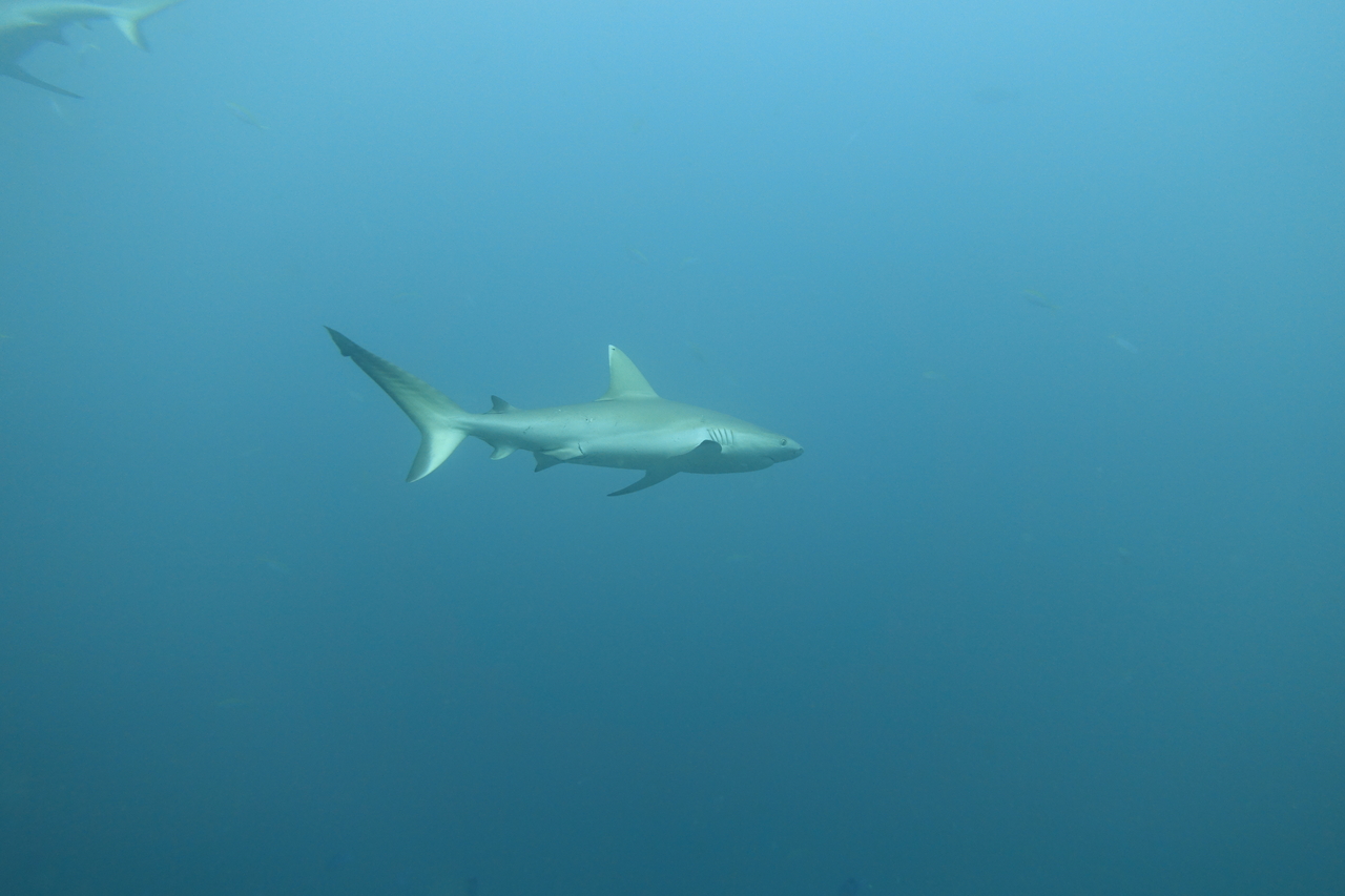 DSC00507.JPG