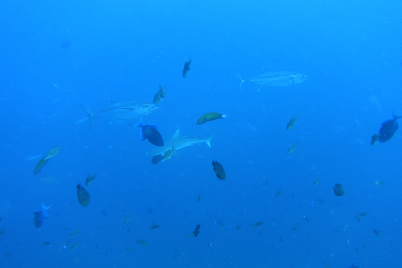 DSC00631.JPG