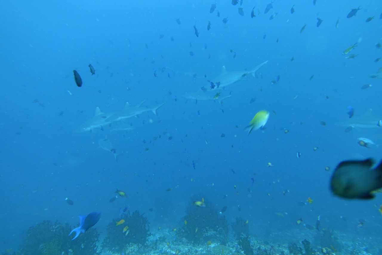 DSC00789.JPG