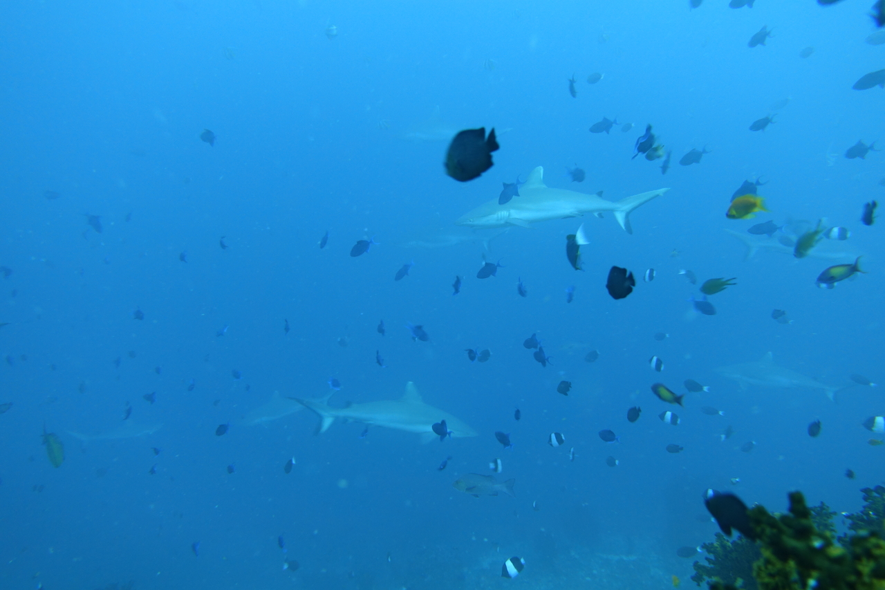 DSC00796.JPG