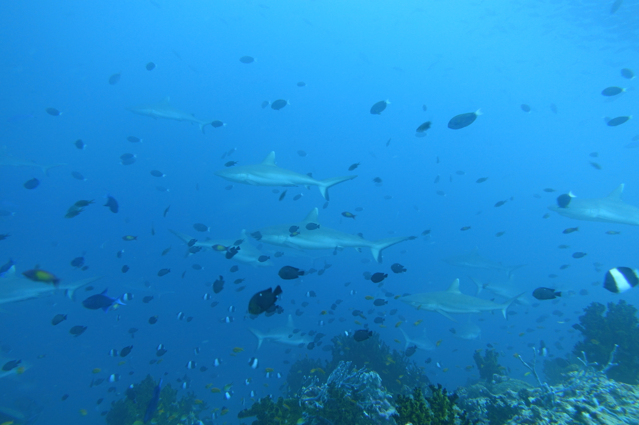 DSC00825.JPG