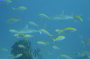 DSC00083.JPG