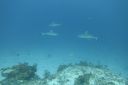 DSC00085.JPG