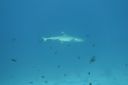 DSC00090.JPG