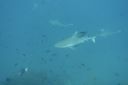 DSC00117.JPG