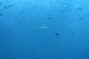 DSC00145.JPG