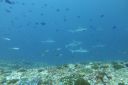 DSC00165.JPG