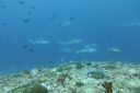 DSC00166.JPG