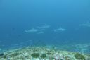 DSC00167.JPG