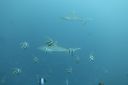 DSC00172.JPG