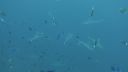 DSC00184.JPG