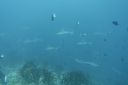 DSC00185.JPG