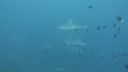 DSC00187.JPG