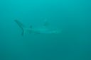 DSC00338.JPG