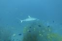 DSC00377.JPG