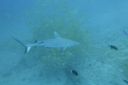 DSC00381.JPG
