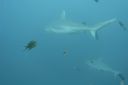 DSC00403.JPG