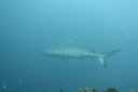 DSC00417.JPG