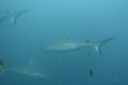 DSC00420.JPG