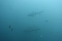 DSC00423.JPG