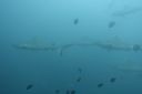 DSC00424.JPG