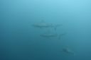 DSC00431.JPG